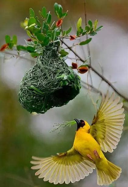 蘆薈盆栽哪裡買 鳥 來 家裡 築 巢